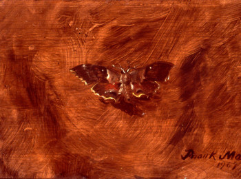 Gypsy Moth