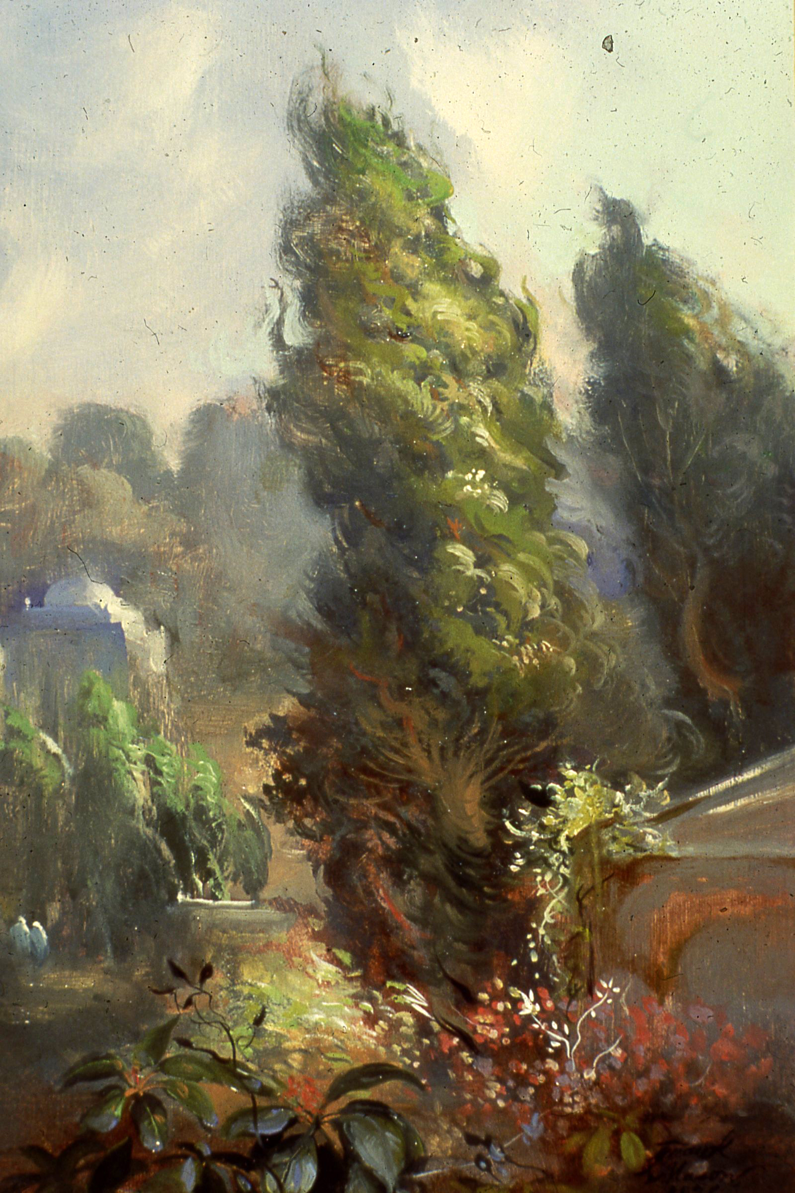Cyprus Tree, Tunisa
