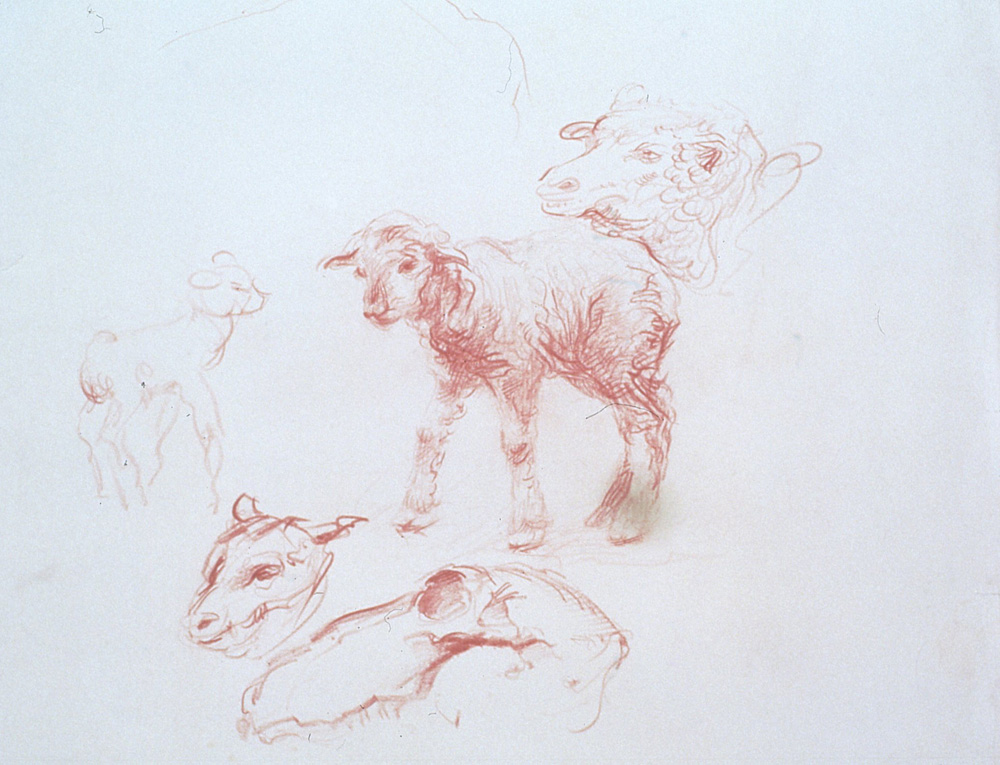 Sheep