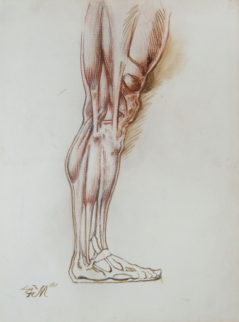 Anatomical Drawing, Leg