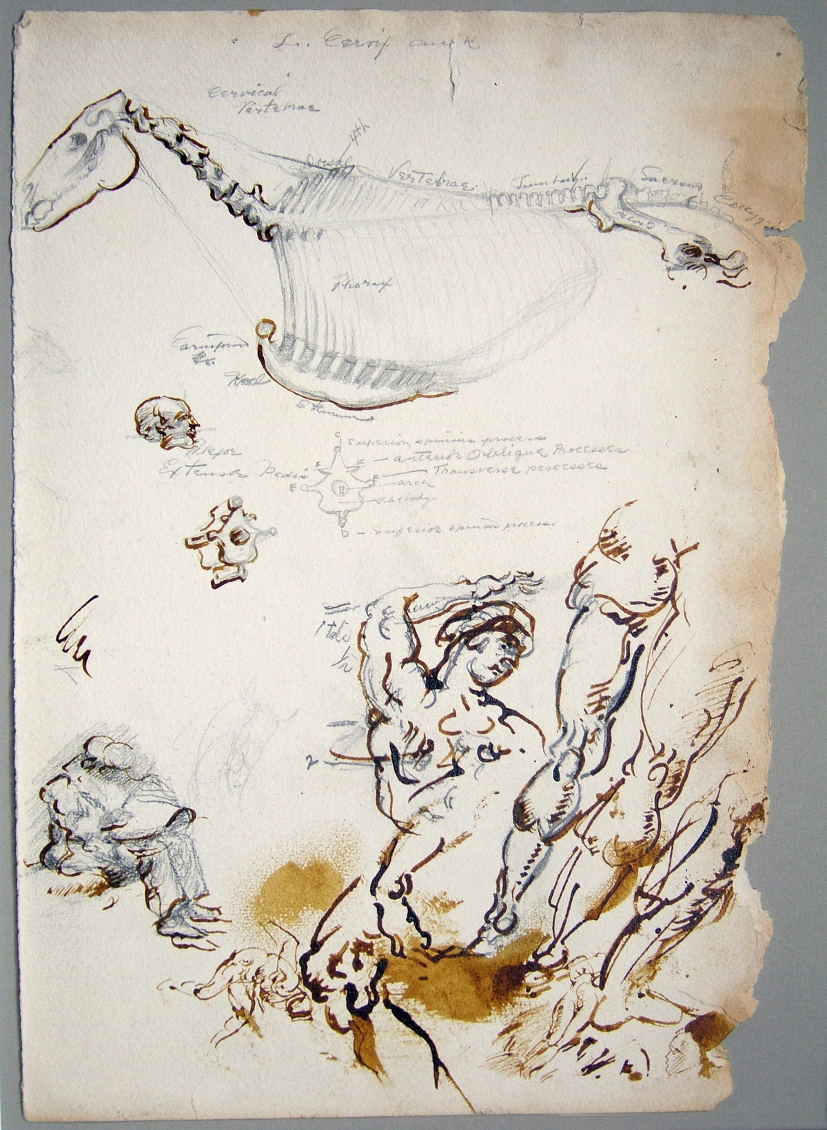 Horse, Skeleton, Seated Figure and Anatomy Studies